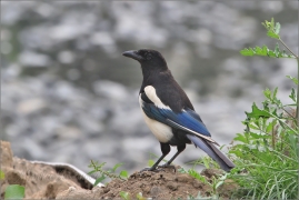 <p>STRAKA OBECNÁ (Pica pica) (Eurasian magpie - Elster/</p>